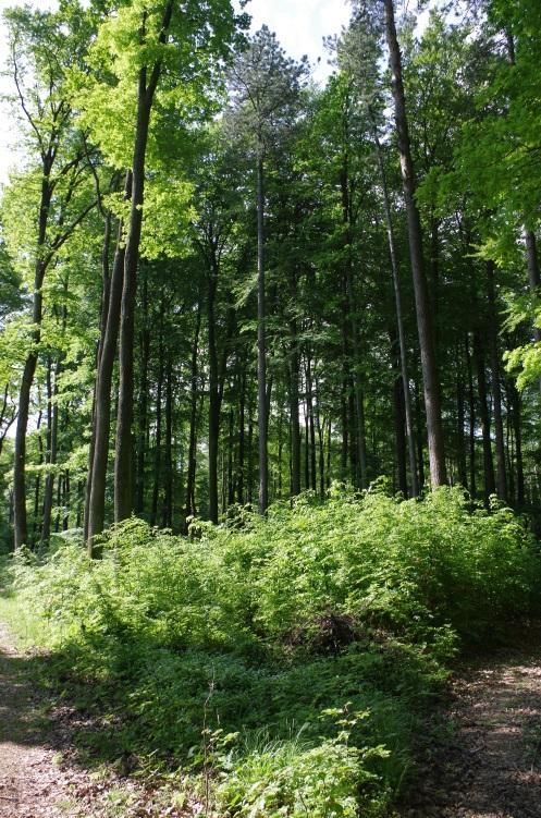 Historicky boli porasty obnovované veľkoplošnými i maloplošnými spôsobmi (pravdepodobne lánovými sústavami), podľa prevládajúceho pôvodného drevinového zloženia.