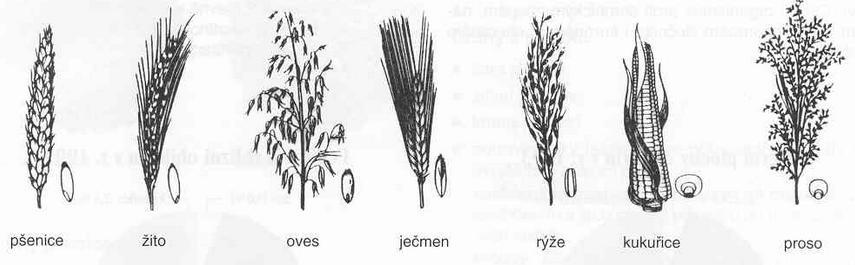 Z hlediska výživy obyvatelstva jsou obiloviny jedním z nejdůležitějších zemědělských produktů.