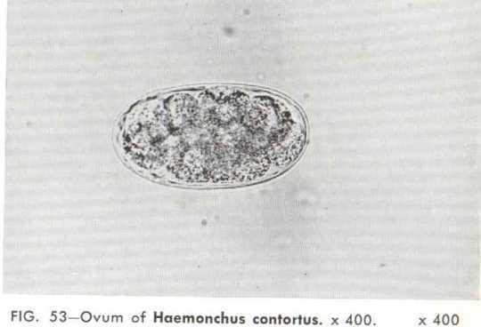 Původce onemocnění a jeho morfologie Jedná se o smíšenou invazi různých druhů čeledi Trichostrongylidae ve slezu a tenkém střevě (rody Trichostrongylus, Ostertagia, Cooperia, Haemonchus a