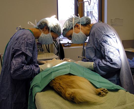 Veterinárny technik Charakteristika Veterinárny technik asistuje pri preventívnej, dozornej, diagnostickej, liečebnej a poradenskej činnosti veterinárneho lekára.