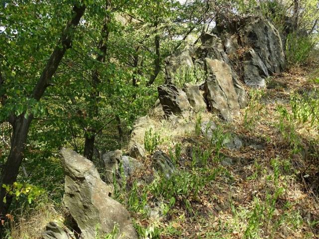 5* Dlouhý vrch (50 37'17'', 14 36'53'') Dlouhý vrch (402 m) se vypíná asi 1 km sv. od Provodína. Má tvar protáhlého hřbetu směru sv. - jz. Vrcholová část má charakter tzv.