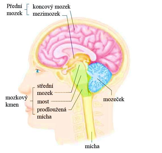 4 ROZDĚLENÍ MOZKU Na tomto místě je uveden zjednodušený popis anatomického rozdělení lidského mozku do jeho nejzákladnějších částí.