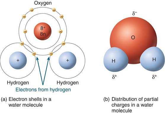 Cytosol je vodný roztok H 2 O 60 % hmotnosti buněk