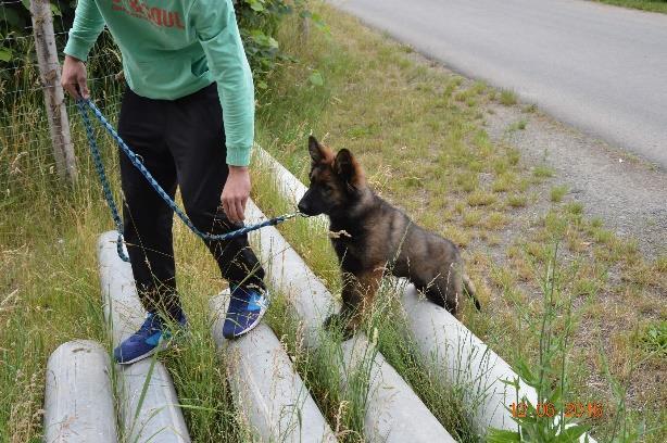 ČINNOST V ROCE 2016 Jarní kurz základní poslušnosti pro štěňata a malé psy = 11 kurzistů. Jarní kurz základní poslušnosti pro dospělé = 9 kurzistů.