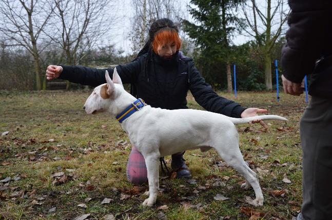 Během hodinového výcviku se zájemce naučí základní výstavní prvky, jako postoj psa, volný pohyb v kruhu, posouzení psa.