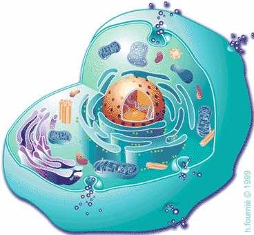 Živočišná buňka lysozóm jádro cytoplazma plazmatická membrána centrozom