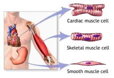 Druhy svalové tkáně