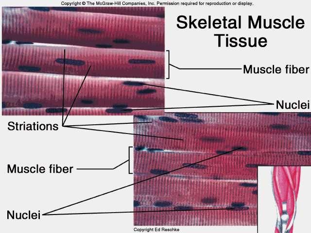 Kosterní svalovina jiné názvy: žíhaná základní stavební a funkční jednotka mnohojaderné vlákno dva