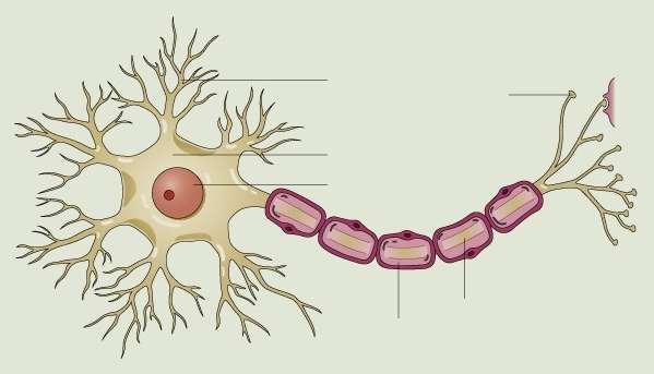 Stavba neuronu dendrity cytoplazma jádro synapse