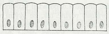 Epitely podle tvaru buněk dlaždicový (plochý) epitel