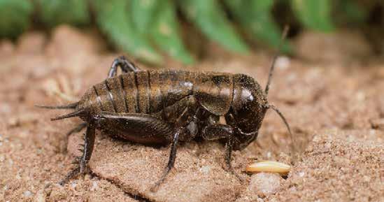 Cvrčci a kobylky: zpívající hmyz - PDF Stažení zdarma
