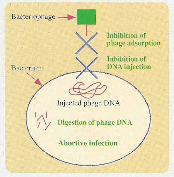 Potlačení bakteriofágů inhibice adsorpce