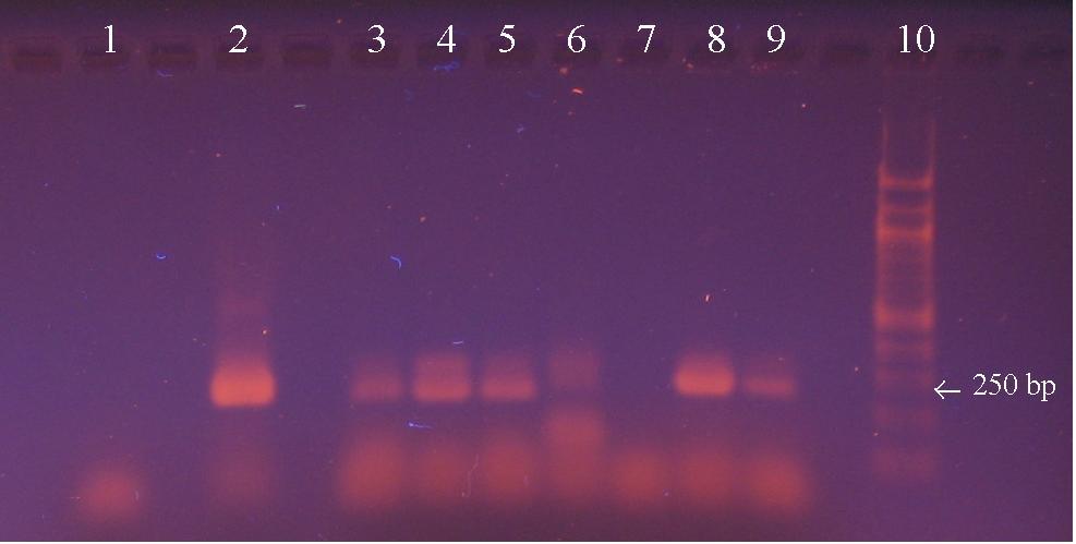 K - negativní kontrola 100 bp DNA standard Po amplifikaci DNA izolované z výrobků č. 1, 2, 3, 6, 7 a v pozitivní kontrole byly detekovány amplikony různé intenzity.
