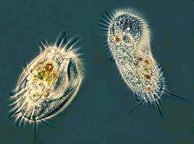 Makronuklus typicky polyploidní dělí se při nepohlavním dělení a