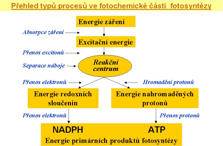 Metodické přístupy ke studiu primárních procesů fotosyntézy Studium struktury proteinových komplexů v thylakoidních membránách a funkce jejich jednotlivých součástí je mimořádně obtížné a ještě