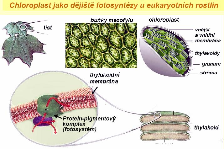 Stavba hlavních funkčních celků v thylakoidech chloroplastů Chloroplasty jsou organely s dvojitou povrchovou membránou a s dalším, vysoce specifickým vnitřním membránovým systémem, označovaným jako