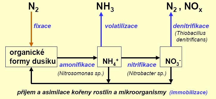 Je to tedy především dynamika půdní mikroflory, která rozhoduje o množství a typu sloučenin dusíku v půdě. Činnost mikrobů je ovšem řízena podmínkami prostředí.