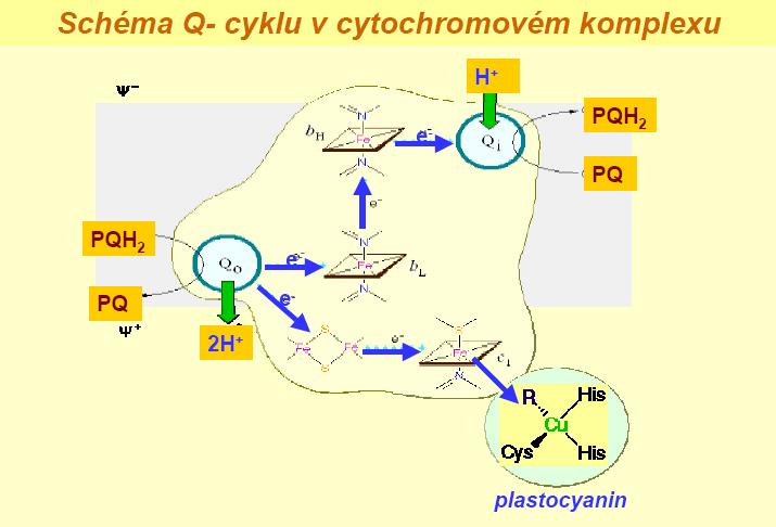 Již zmíněný plastocyanin (PC), na který dříve nebo později přecházejí všechny elektrony transportované z fotosystému II přes cytochromový komplex, je malý protein (10,5 kda) ve vodě dobře rozpustný,