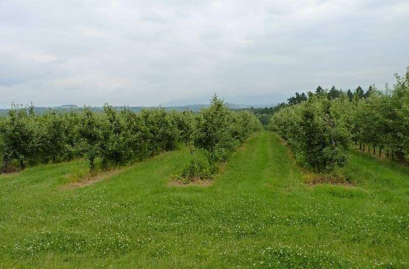 VLNATKA KRVAVÁ 1.Je živorodá, podobně jako jiné mšice. 2.Za rok má až 12 generací. 3.