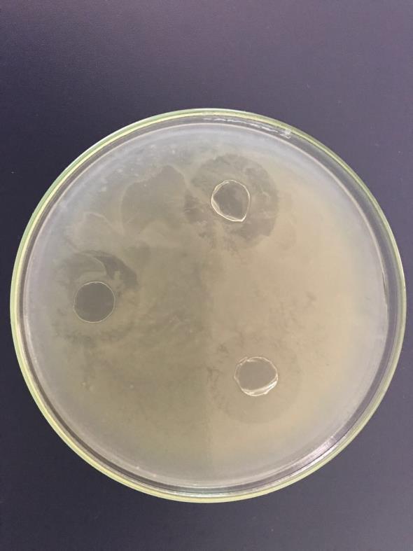 of CHI is higher than PVA which might indicate that the bactericidal or bacteriostatic properties of CHI are reinforced by the presence of AMP for Staphylococcus aureus. Fig. 1.