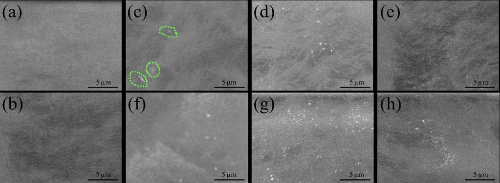 Fig. 1. SEM results Tab. 2. Antibacterial results Samples S. aureus, N (CFU/cm 2 ) E. coli, N (CFU/cm 2 ) PE 3.0 10 5 4.3 10 6 SpF3 5.6 10 5 2.4 10 5 EnF3 3.2 10 5 < 1 LmF3 5.8 10 5 4.9 10 1 SpF6 2.