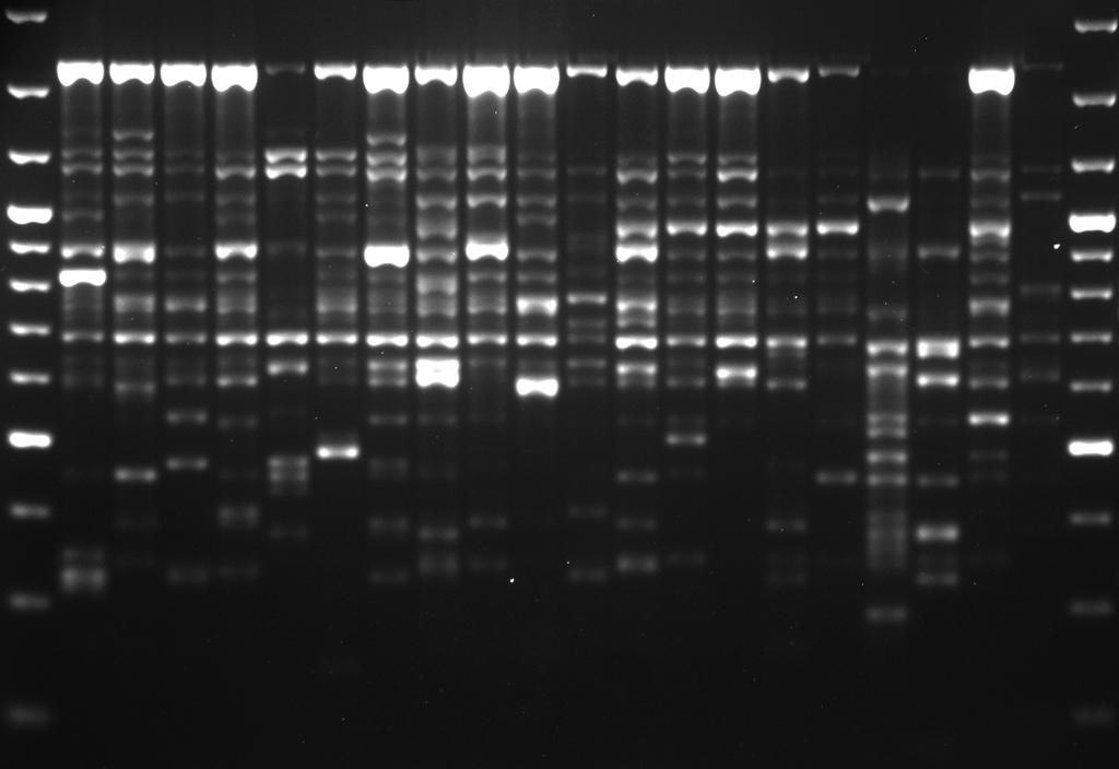 Výsledek V002 Populační analýza H. fraxineus (Ch. fraxinea) v ČR Cíl výsledku: Popis struktury populace patogenu na území ČR a její genetická variabilita.