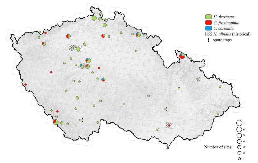 K identifikaci sbíraných plodnic jsme použili jak morfologické znaky, tak metodu genetického fingerprintu a sekvence ITS rdna.
