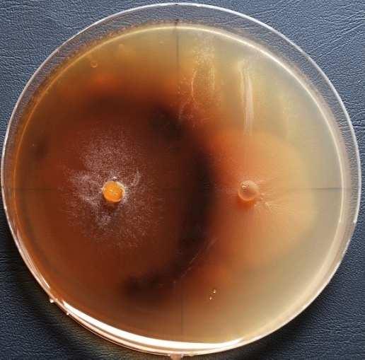 Výsledek V005 Biologický přípravek využitelný proti H. fraxineus (Ch. fraxinea) Cíl výsledku: Provedení in vitro testů u vybraných druhů a kmenů hub, které potlačují růst, anebo sporulaci druhu H.