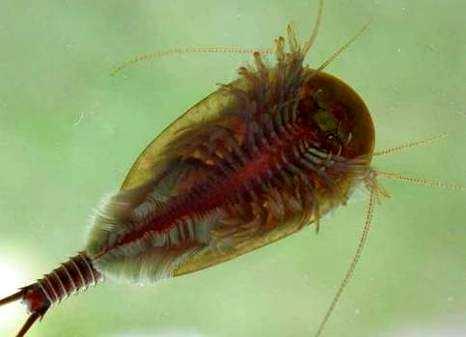 Notostraca - významní zástupci Triops cancriformis l.