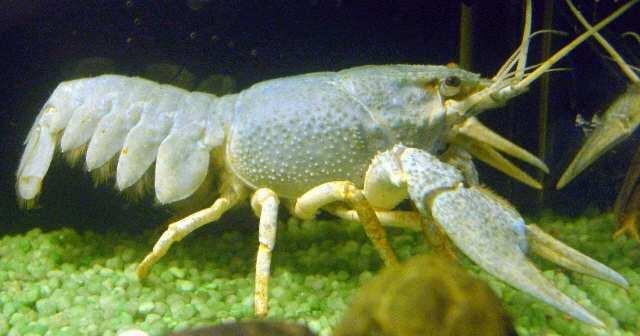 Astacidea 5 nadčeledí: sladkovodní jen Astacoidea a Parastacoidea raci, ca 400 druhů (mořské Nephropoidea - praví humři, Glypheoidea - především fosilní skupina, Enoplometopoidea - 1