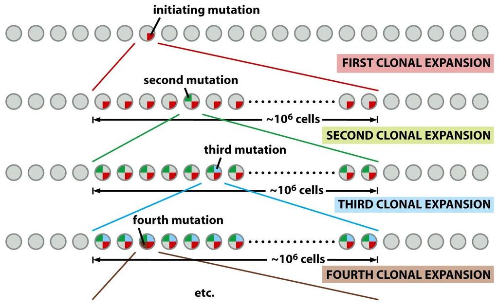 Hromadění, selekce a klonální expanze mutací Figure