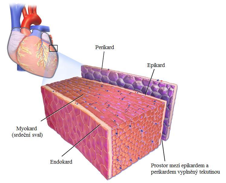 Myokard jako hlavní složka srdeční stěny v sobě spojuje vlastnosti kosterní i hladké svalové tkáně. Je tvořen převážně příčně pruhovanou srdeční svalovinou, která zajišťuje mechanickou funkci srdce.