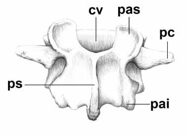 Část obratlové ploténky mezí horním a dolním kloubním výběžkem se klinicky nazývá mezikloubní pilíř (pars interarticularis vertebrae, isthmus vertebrae).