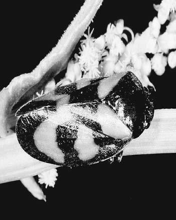 Od té doby až do současnosti zastával místo vědeckého pracovníka v od - 2 dělení ekologie Entomologického ústavu Biologického centra Akademie věd v Českých Budějovicích.