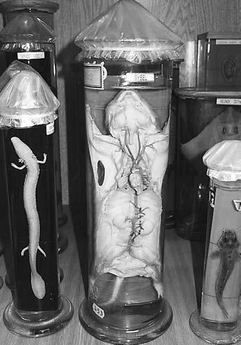 Jan Frišhons, Jan Krajsa, Tomáš Kočí Zoologické preparáty pro výuku přírodovědy, přírodopisu a biologie.