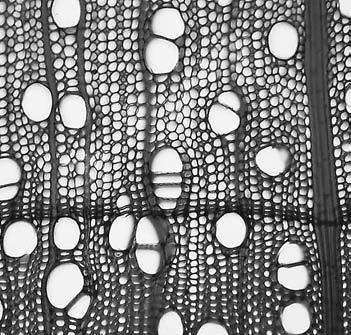 Jak mohou mangrove dýchat vzdušnými kořeny, které jako strniště brček vystupují z bahna obnaženého dna na pobřeží?