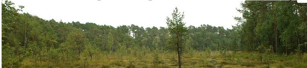 Jehličnaté lesy spodní patro nejvíce aktivní - jarní aspekt Přirozené borové lesy ve Stř. Evropě rostou na: Extrém. Stanovišt. písčité půdy, skalní výchozy, rašelinná stanoviště.