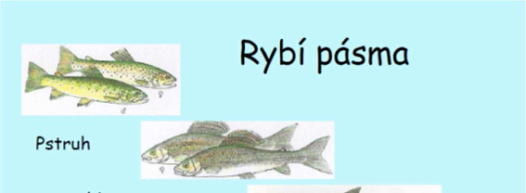 Nekton aktivně plavou ve vodním sloupci (např.