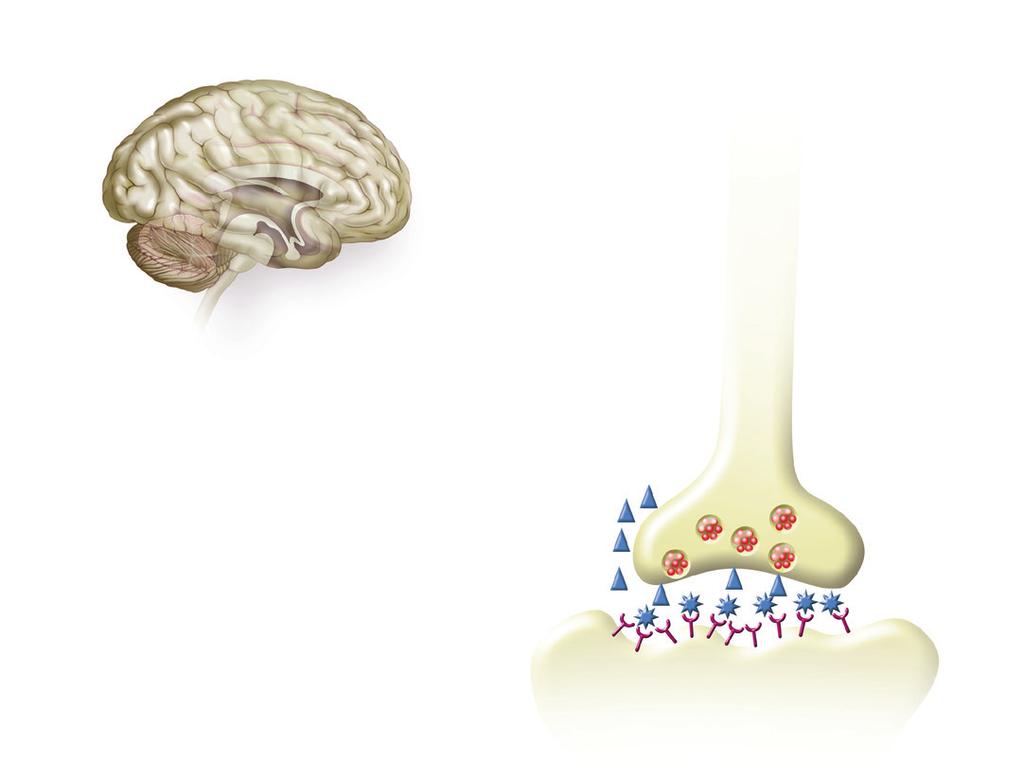 lékové profily ročník 27 číslo 2/2017 Bupropion Neuronální zpětné vychytávání dopaminu, noradrenalinu Naltrexon Beta endorfin Dopamin, noradrenalin v synaptických štěrbinách MOP R Stimulace neuronů