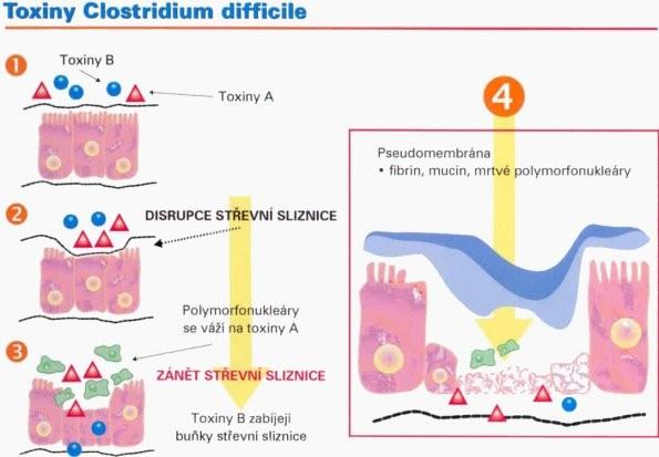 Toxiny Clostridium