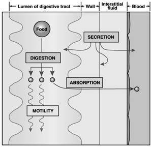 PATOBIOCEMIE V GASTROENTEROLOGII MUDr.Petr Kocna CSc. http://www.lf1.cuni.cz/~kocna/pkweb1.