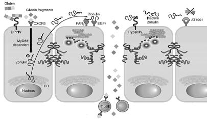 epithelial tight junctions in vitro and in vivo Gopalakrishnana S, Duraia M, Kitchensa K,Tamiza AP, Somervillea R, Ginskia M, Patersona BM, Murray JA,Verduc EF, Alkana SS, Pandeya NB.