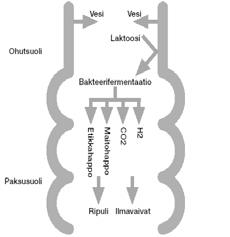 fermentace LCT MCM6 Lokus hypolaktázie v dospělosti Water Tlusté střevo Kys.octová Kys.