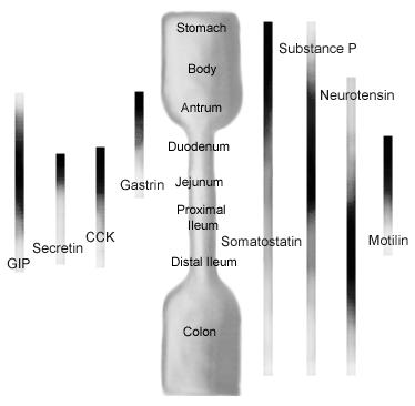 PROCES TRÁVENÍ BÍLKOVIN FUNKČNÍ ROLE GIT ORMONŮ BÍLKOVINY OLIGOPEPTIDY PEPTIDY DI/TRIPEPTIDY AMINOKYSELINY PEPSINY TRYPSIN CYMOTRYPSIN ELASTÁZA AMINOPEPTIDÁZY KARBOXYPEPTIDÁZY ENDOPEPTIDÁZY REGULACE