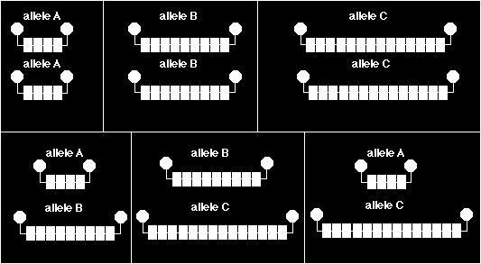 Velká variabilita délky Heterozygozita v populaci