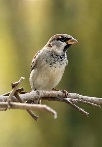 Vrabec domový (Passer domesticus) husté stromy mestá, sídliská POČET NA SLOVENSKU 1