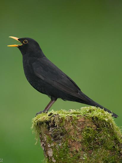 Drozd čierny (Turdus merula) mestské parky, lesy, obce POČET NA SLOVENSKU