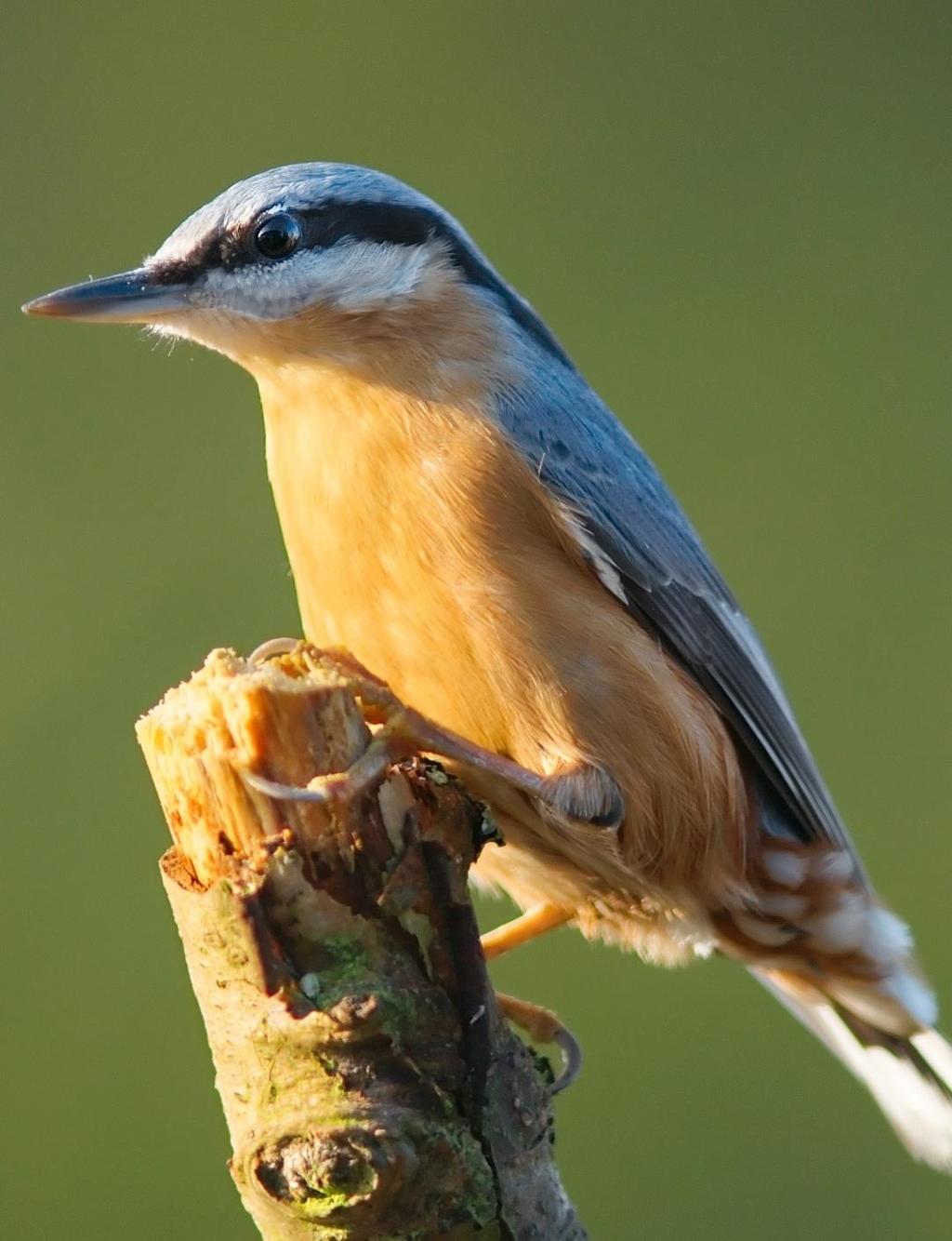 Drozd čvíkotavý (Turdus pilaris) sady, parky POČET NA SLOVENSKU