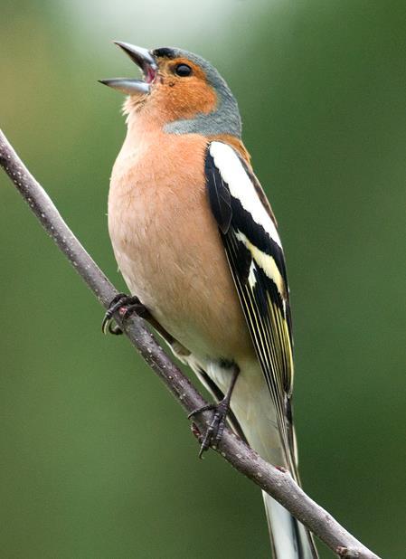 Pinka lesná (Fringilla coelebs) dubové lesy zmiešané lesy POČET