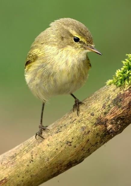 Kolibkárik čipčavý (Phylloscopus collybita) lesy, kosodreviny POČET NA